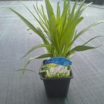 Šuškarda klasnatá (Liatris spicata) ´FLORISTAN WEISS´ - kont. P9